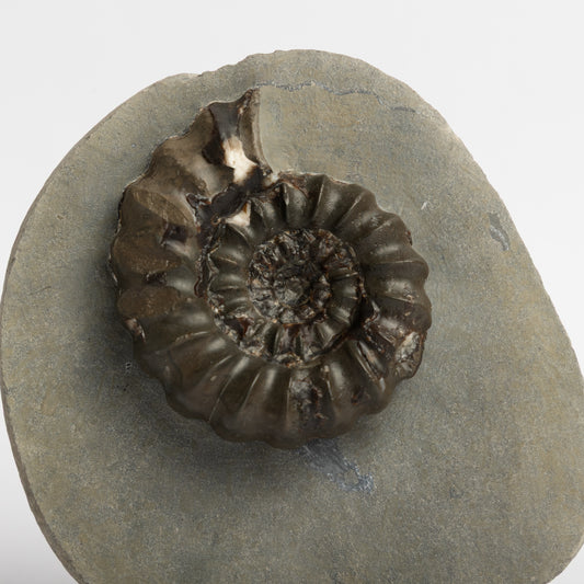 Androgynoceras sp. ammonite