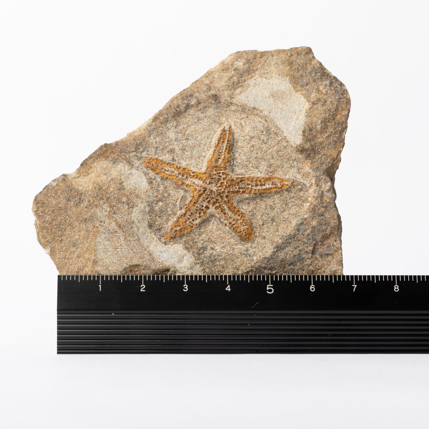Asteroidea sp. Starfish