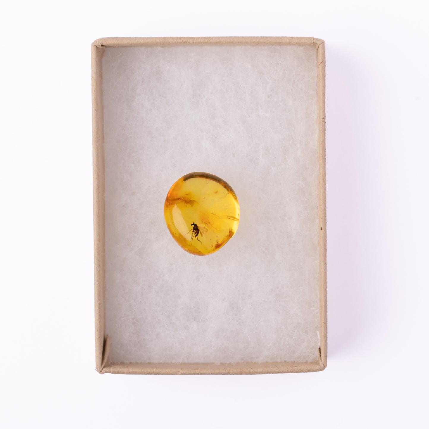 Baltic Amber with Winged Insect Inclusion