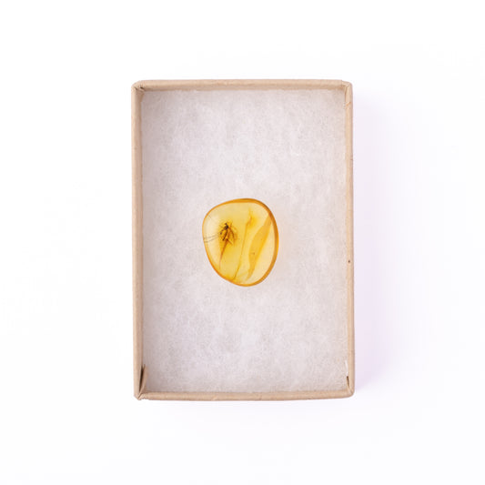Baltic Amber with Winged Insect Inclusion