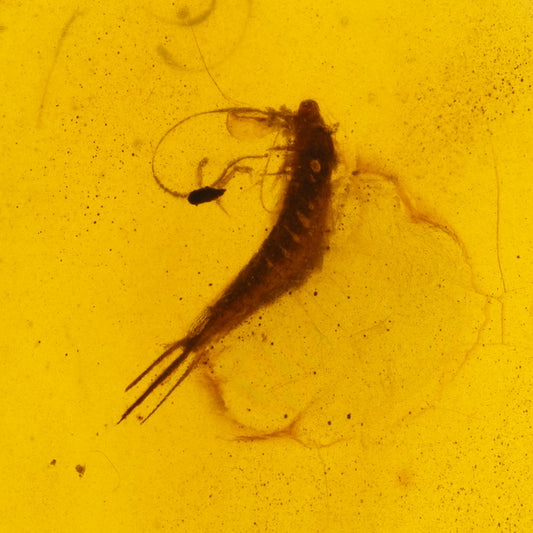 Burmese Amber with Silverfish Inclusion (Zygentoma)