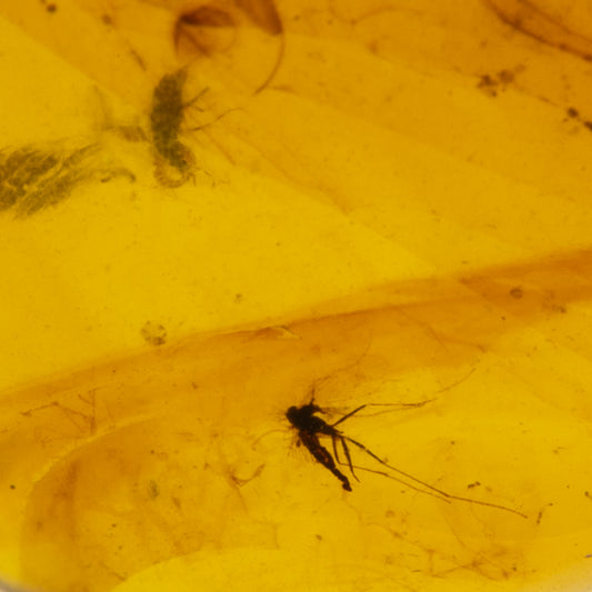 Burmese Amber with Double Inclusion