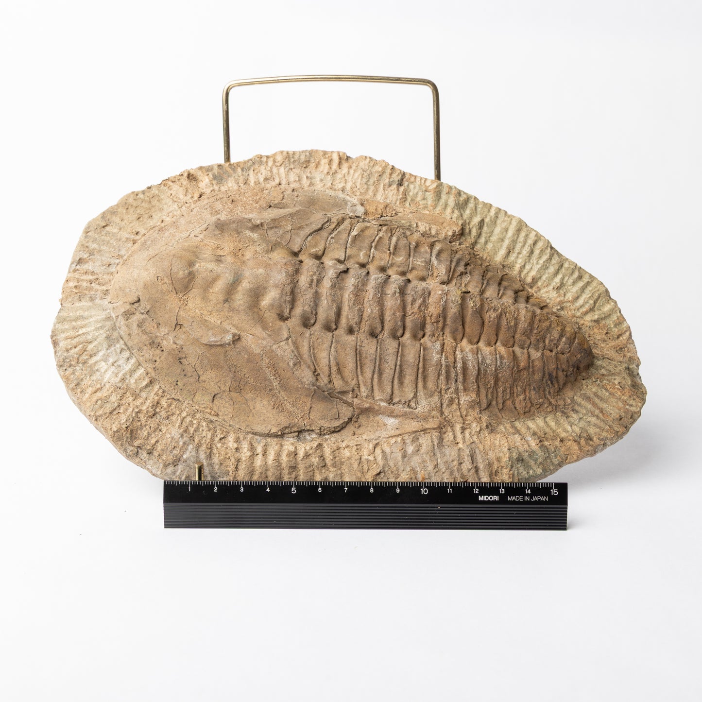 Callavia sp? Trilobite