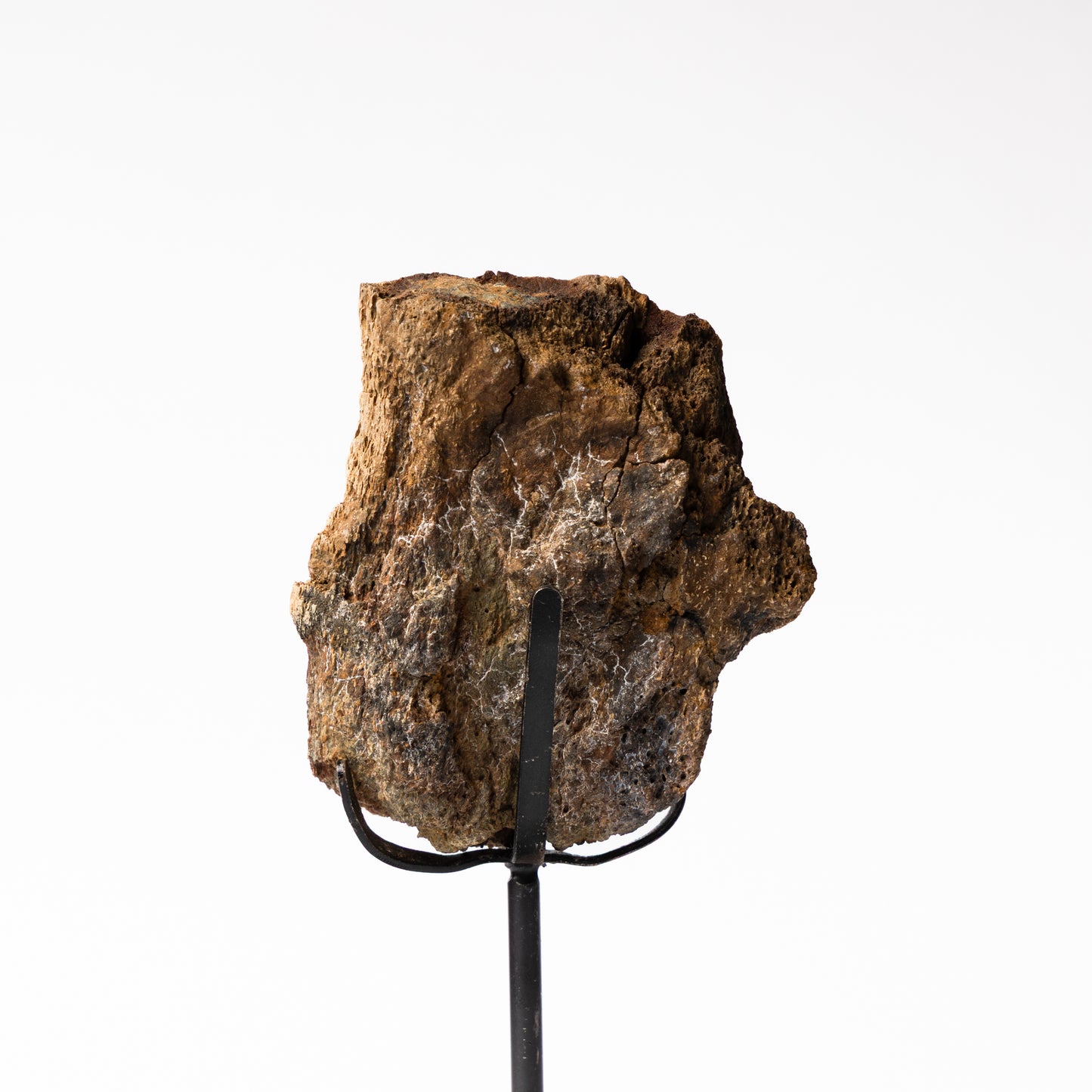 Camarasaurus Scapula Bone on Stand (Partial)