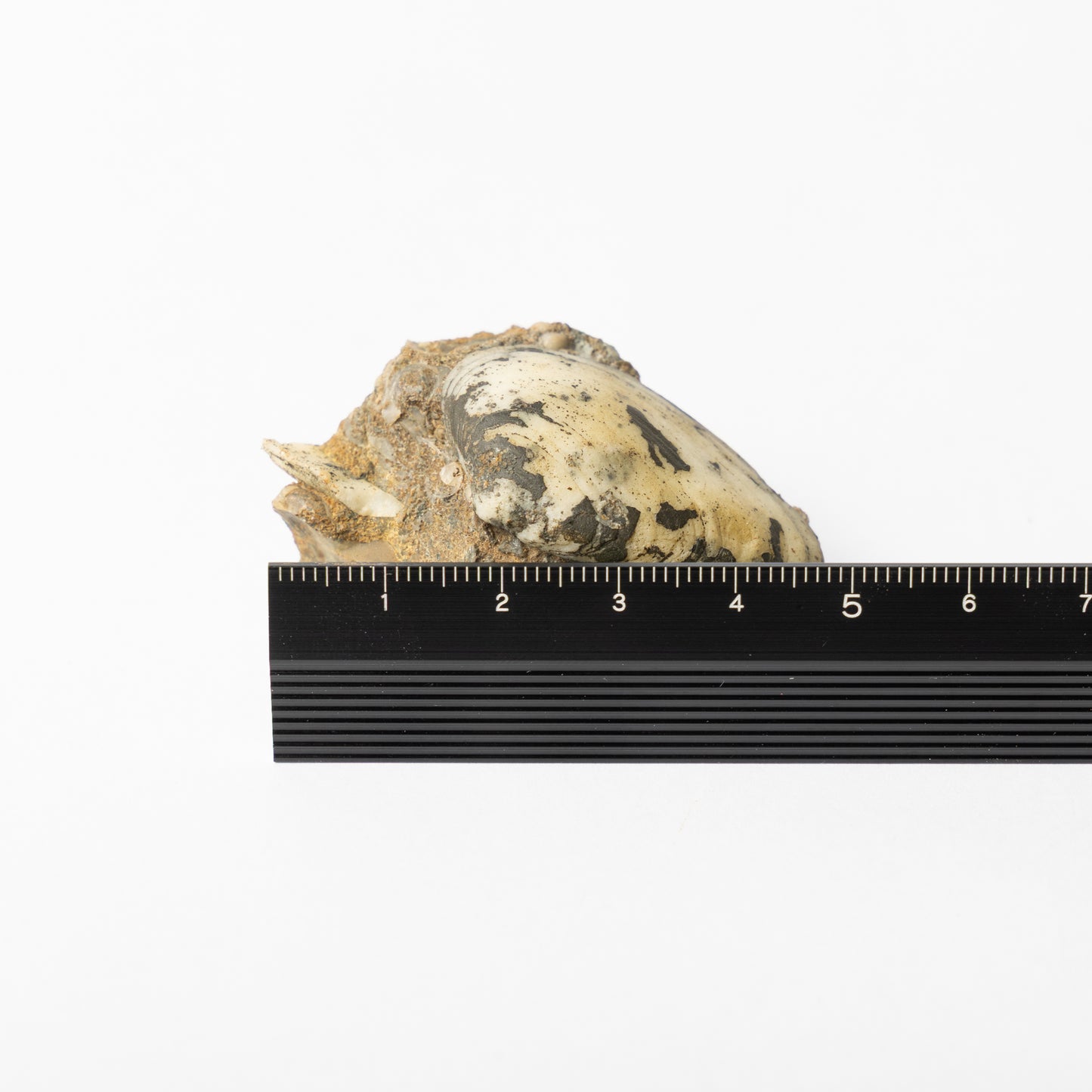Cardinia sp. Bivalve