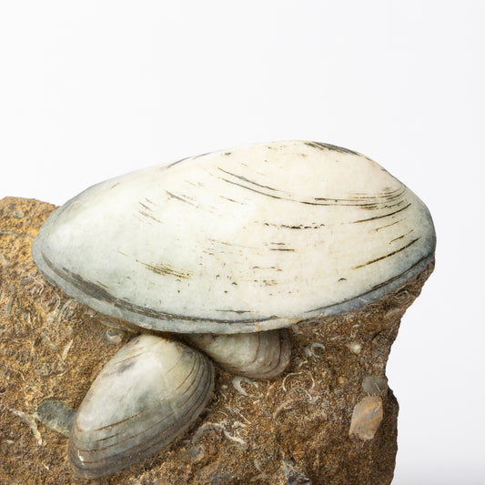 Cardinia sp. Bivalves
