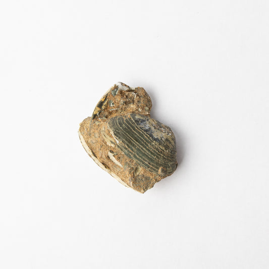 Cardinia sp. Bivalves