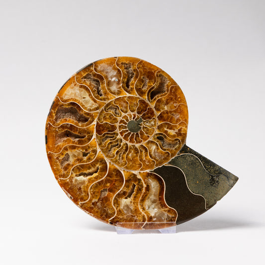 Cleoniceras Ammonite - Cut & Polished Pair