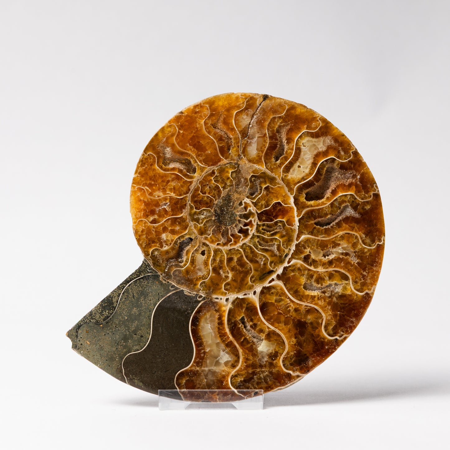 Cleoniceras Ammonite - Cut & Polished Pair