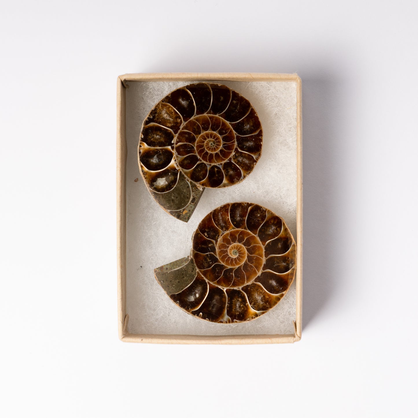 Cleoniceras Ammonite - Cut & Polished Pair