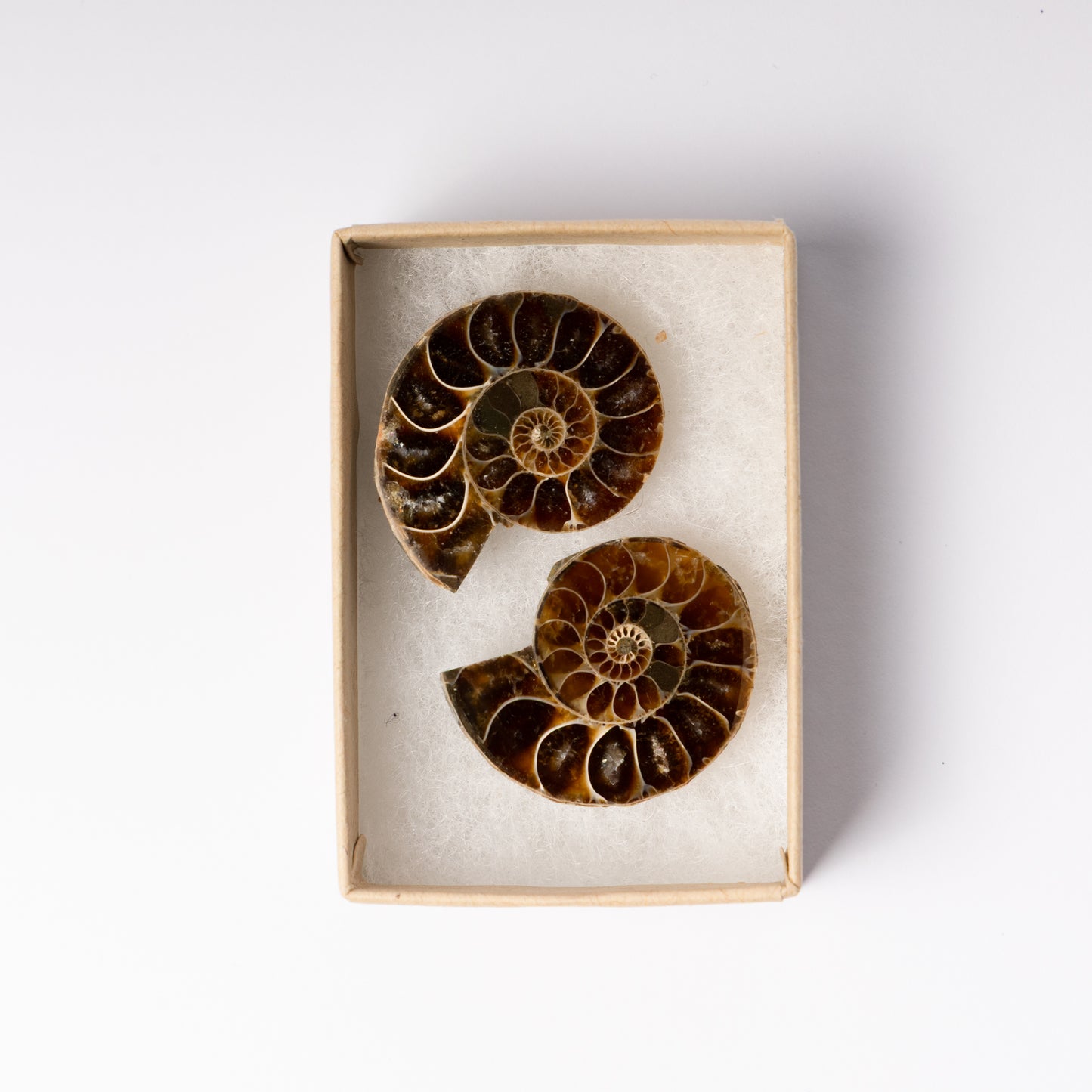 Cleoniceras Ammonite - Cut & Polished Pair