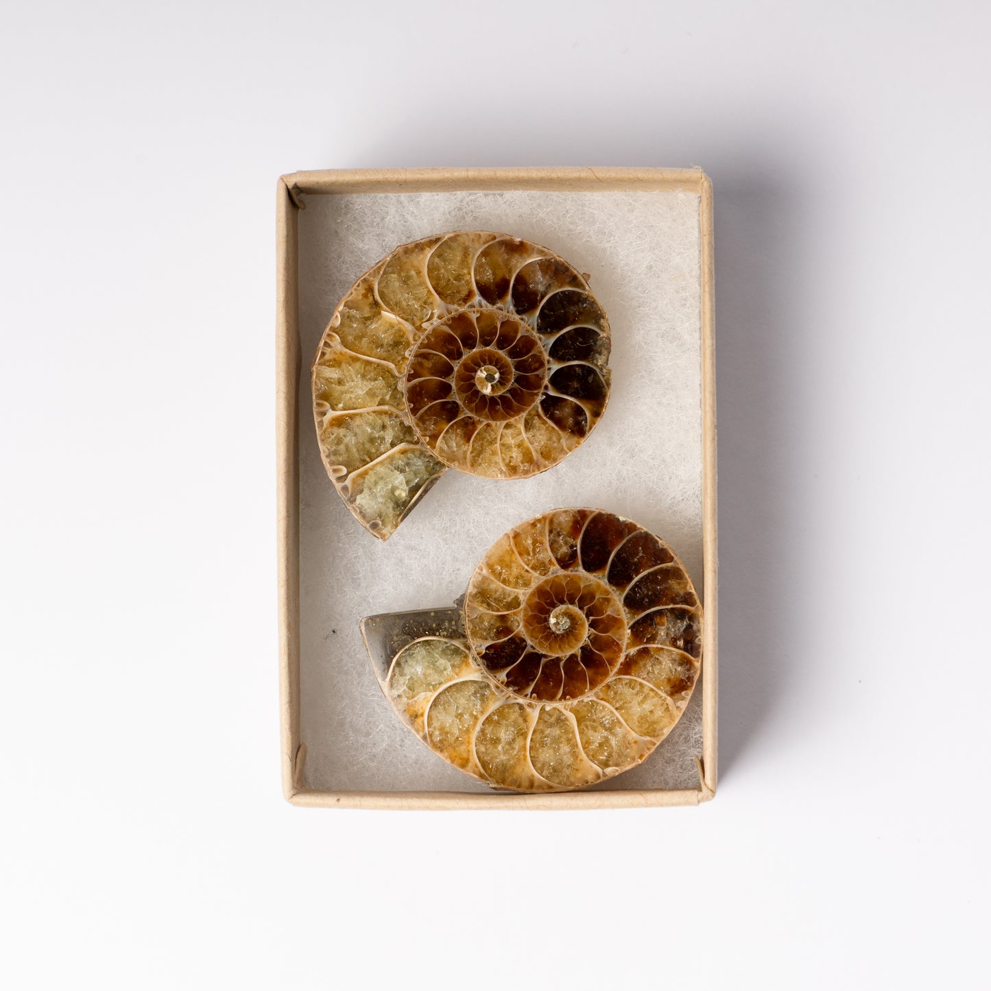 Cleoniceras Ammonite - Cut & Polished Pair