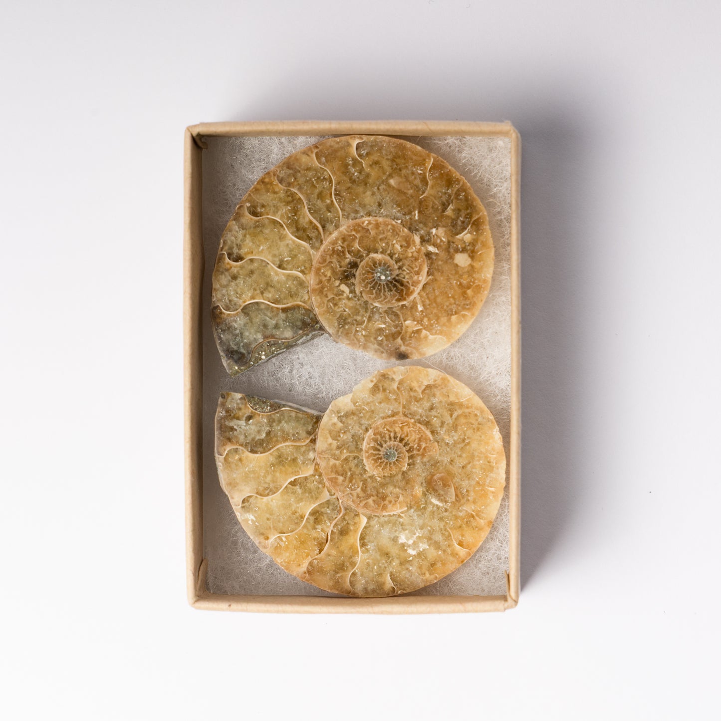 Cleoniceras Ammonite - Cut & Polished Pair