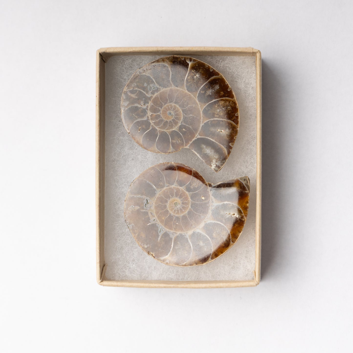 Cleoniceras Ammonite - Cut & Polished Pair