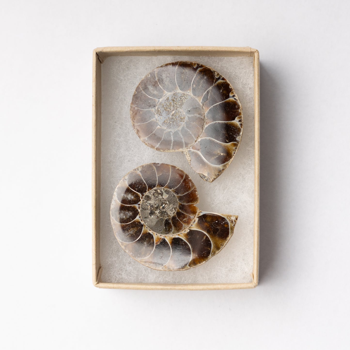 Cleoniceras Ammonite - Cut & Polished Pair