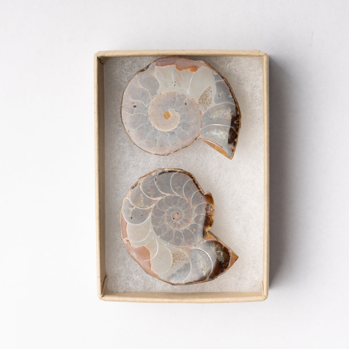 Cleoniceras Ammonite - Cut & Polished Pair