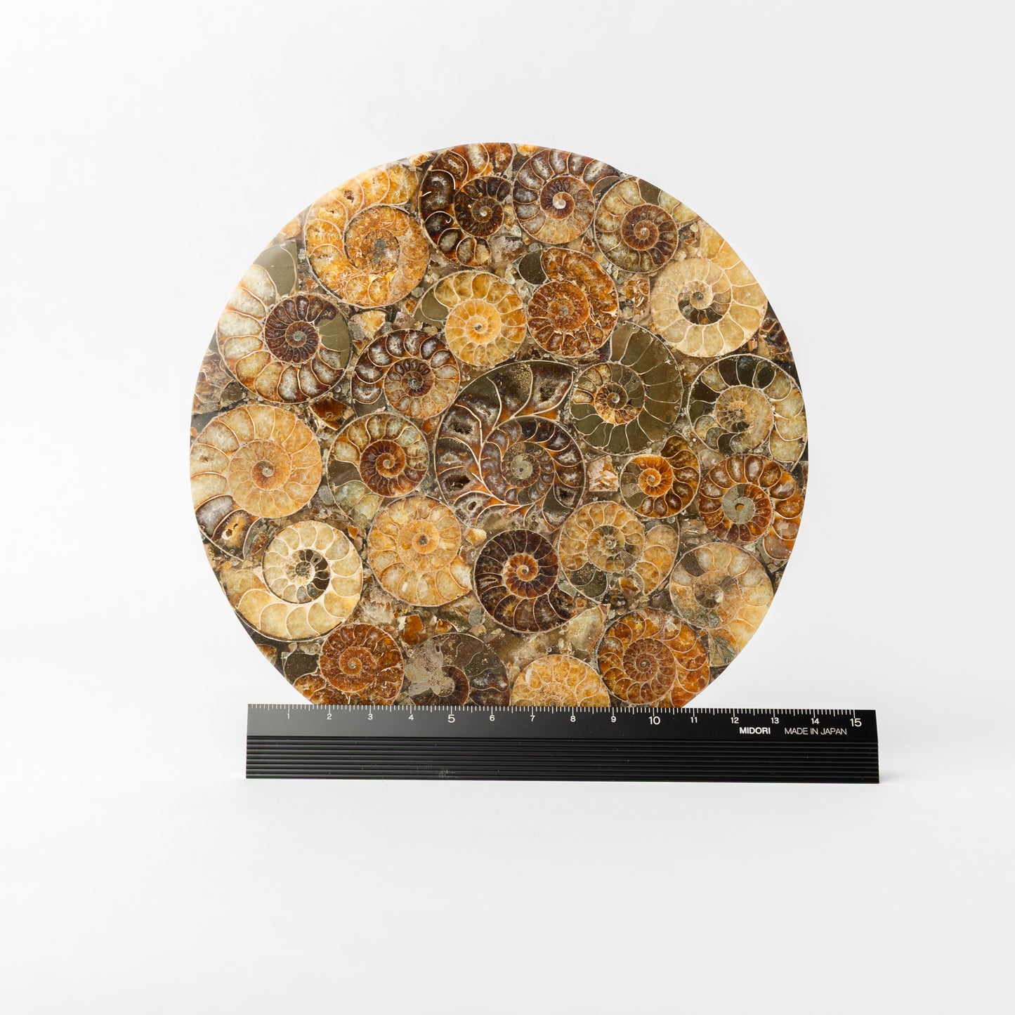 Cleoniceras Ammonite - Composite Disc
