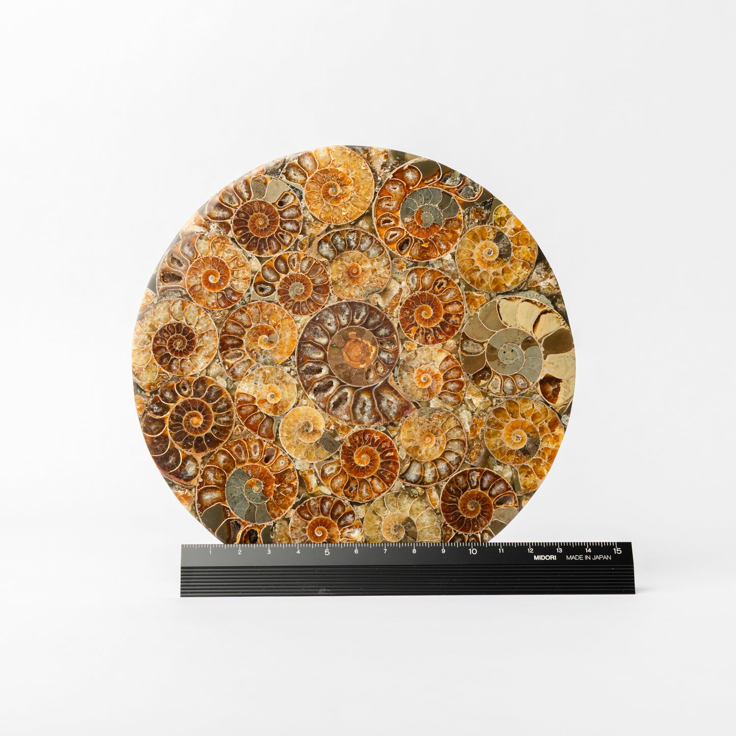 Cleoniceras Ammonite - Composite Disc