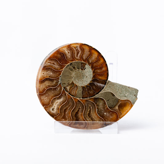 Cleoniceras sp. Ammonite - Cut & Polished Pair