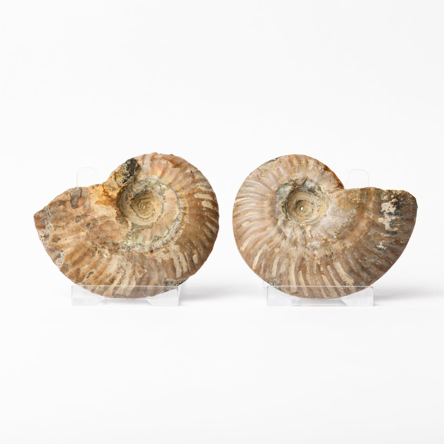 Cleoniceras sp. Ammonite - Cut & Polished Pair
