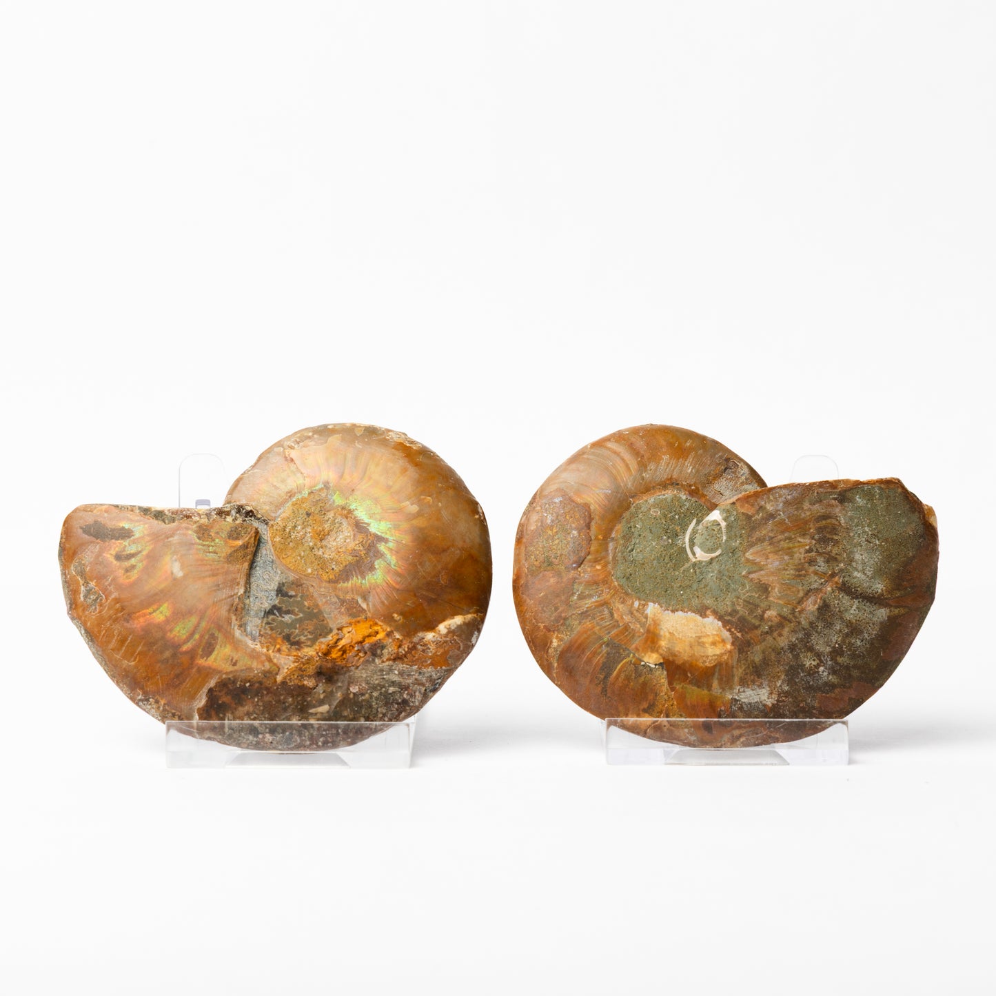 Cleoniceras sp. Ammonite - Cut & Polished Pair
