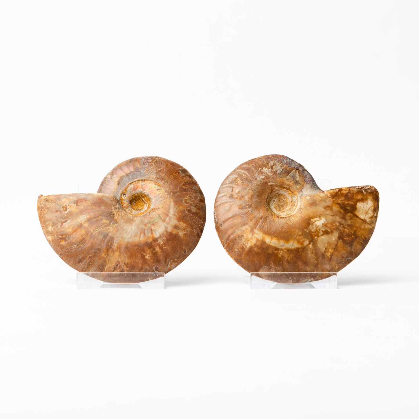Cleoniceras sp. Ammonite - Cut & Polished Pair