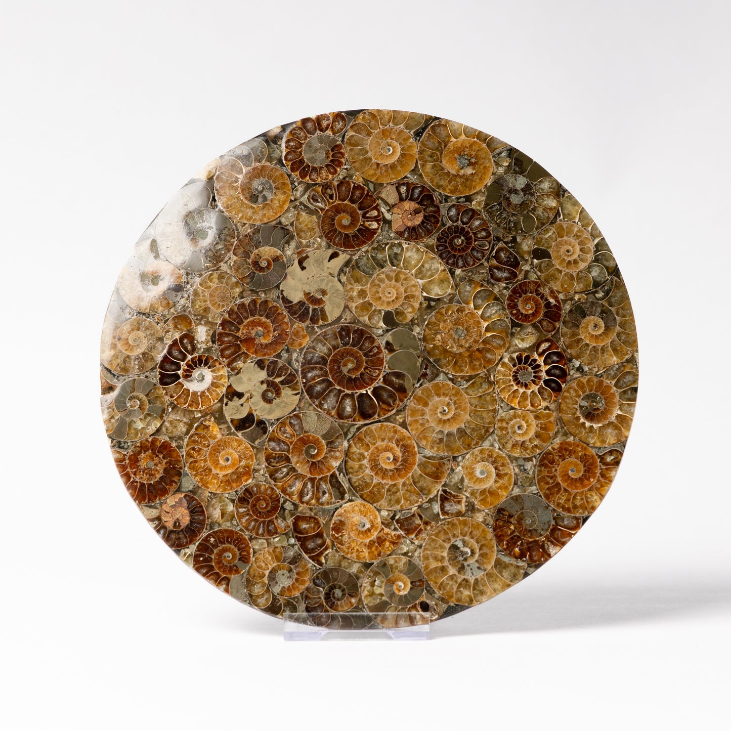 Cleoniceras Ammonite - Composite Disc