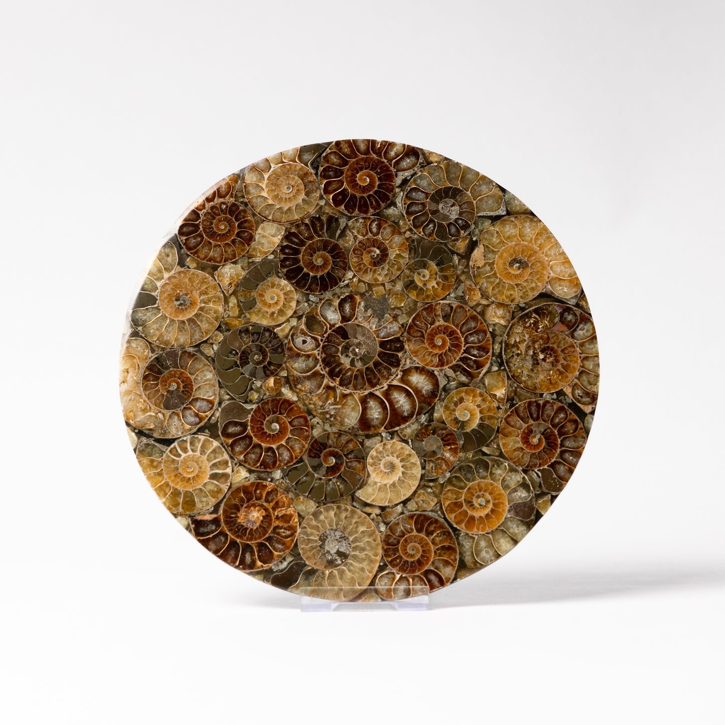 Cleoniceras Ammonite - Composite Disc