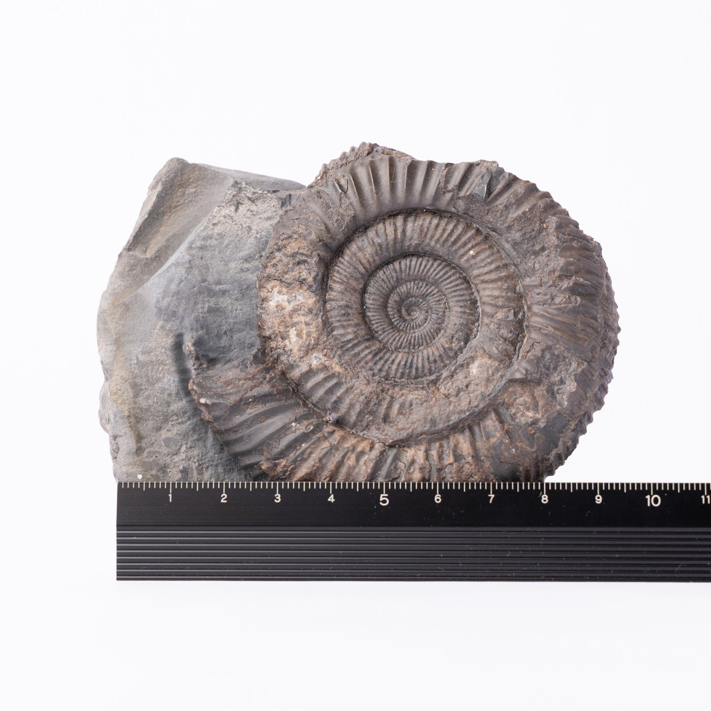 Dactylioceras sp. Ammonite