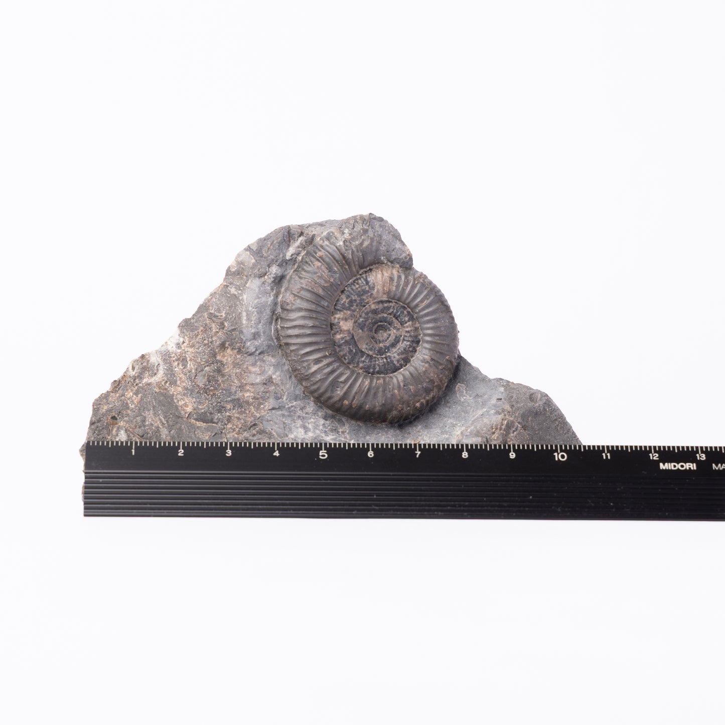 Dactylioceras gracile Ammonite