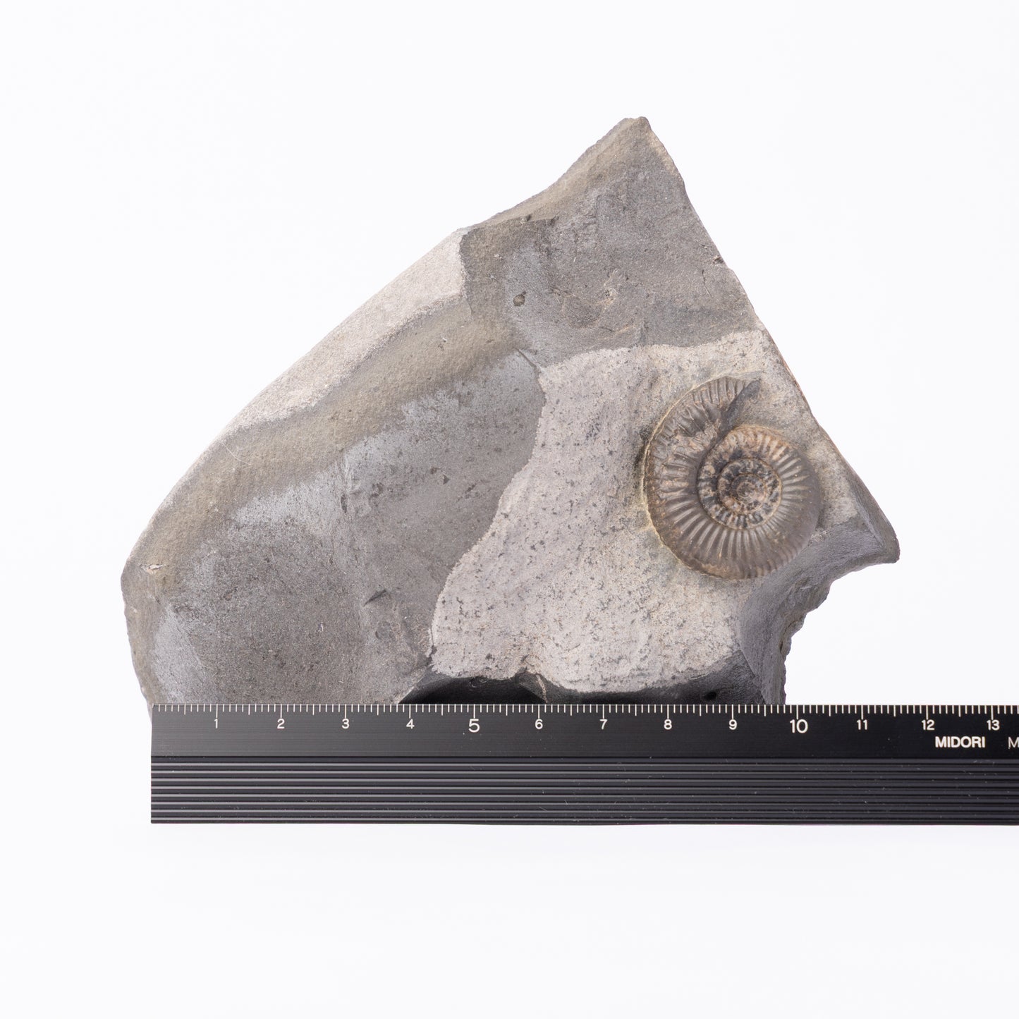 Dactylioceras gracile Ammonite
