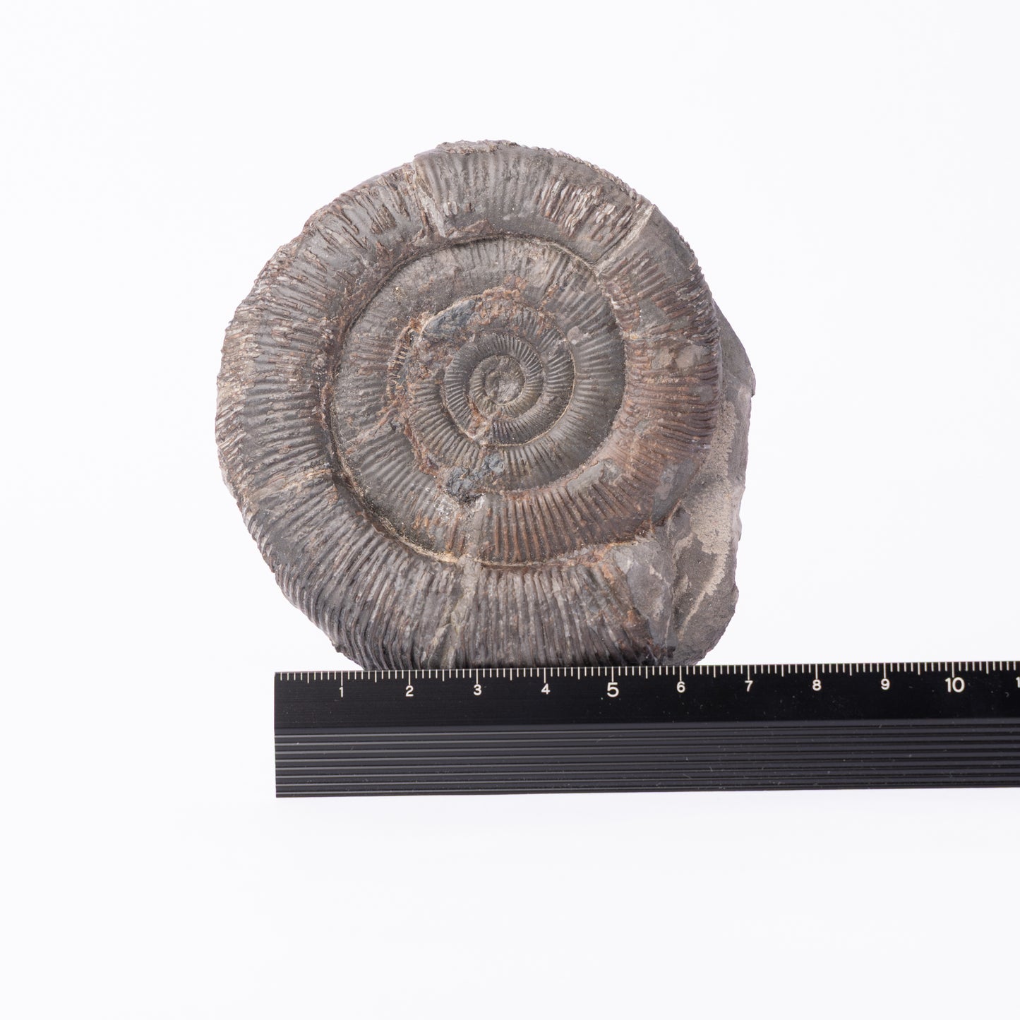 Dactylioceras tenuicostatum Ammonite