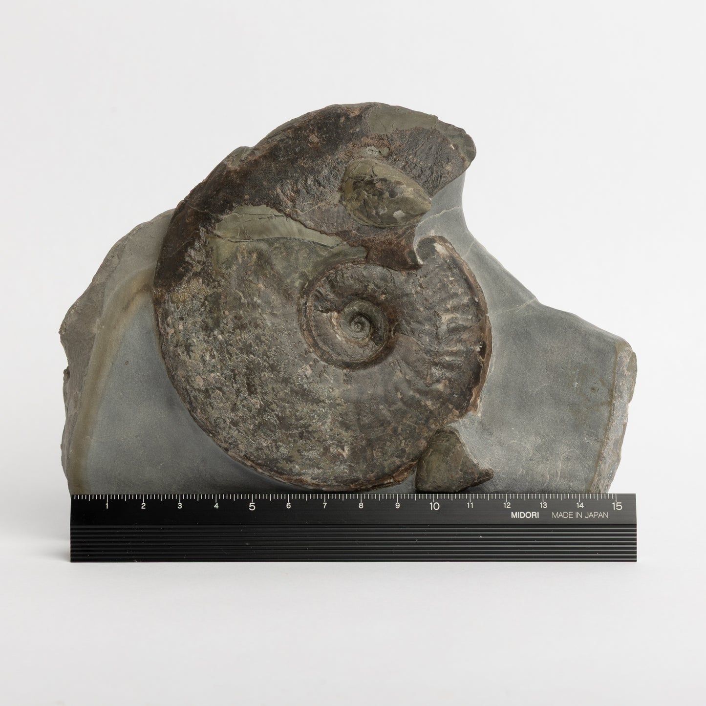 Eleganticeras sp. Ammonite with Bivalves
