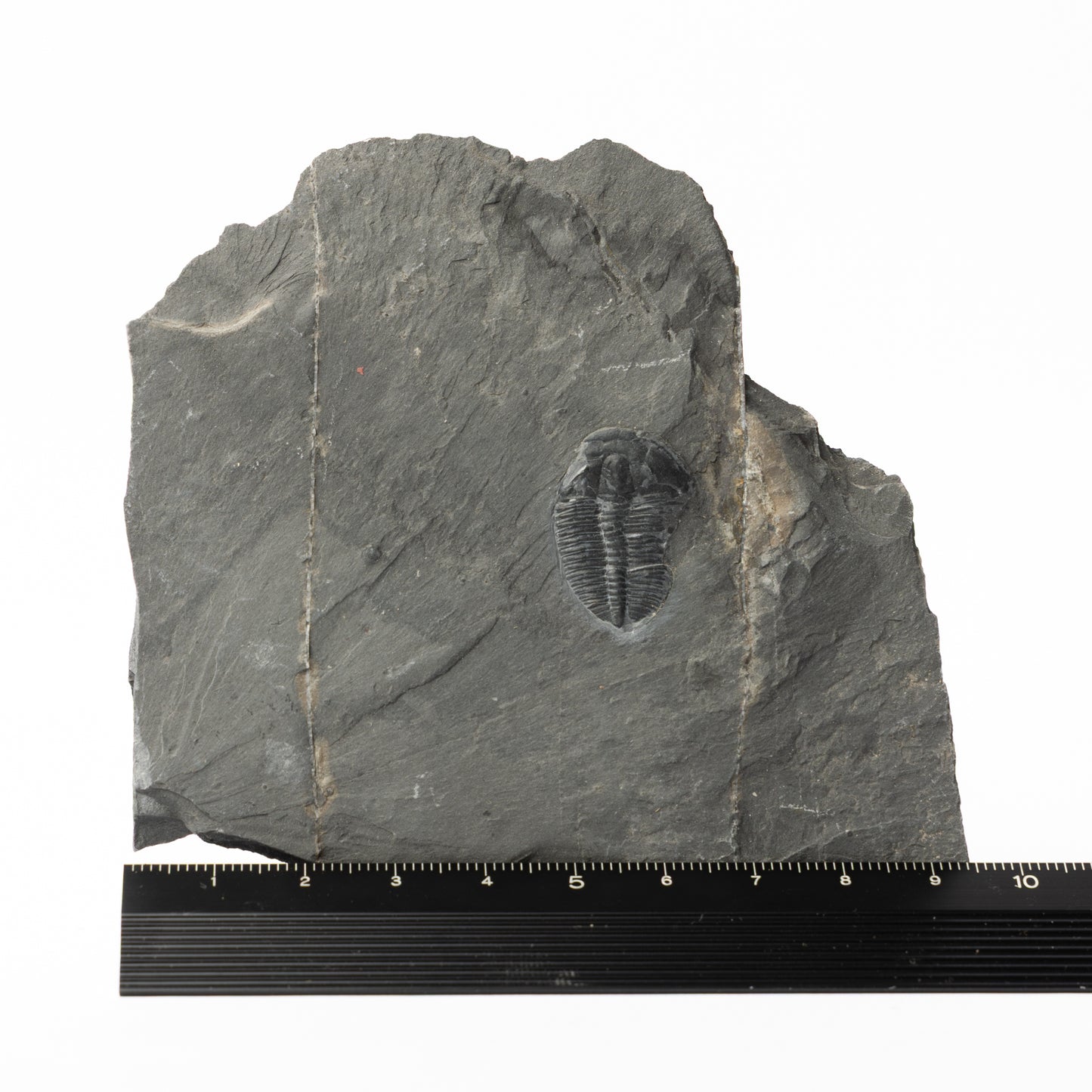 Elrathia kingii Trilobite