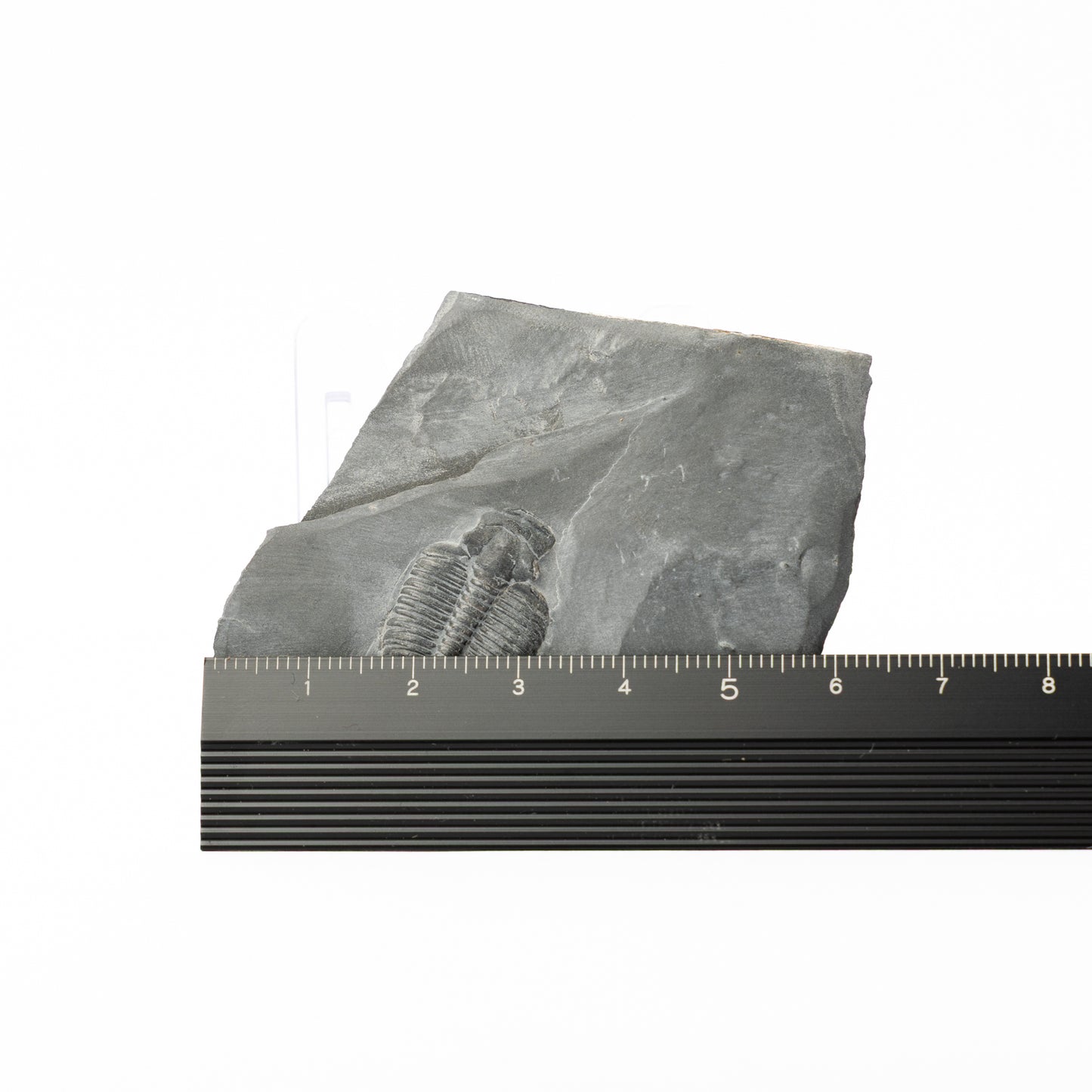 Elrathia kingii Trilobite