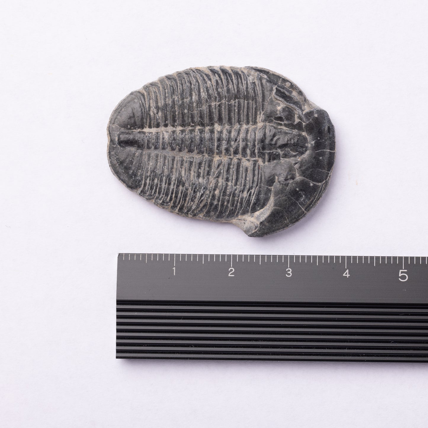 Elrathia kingii Trilobite