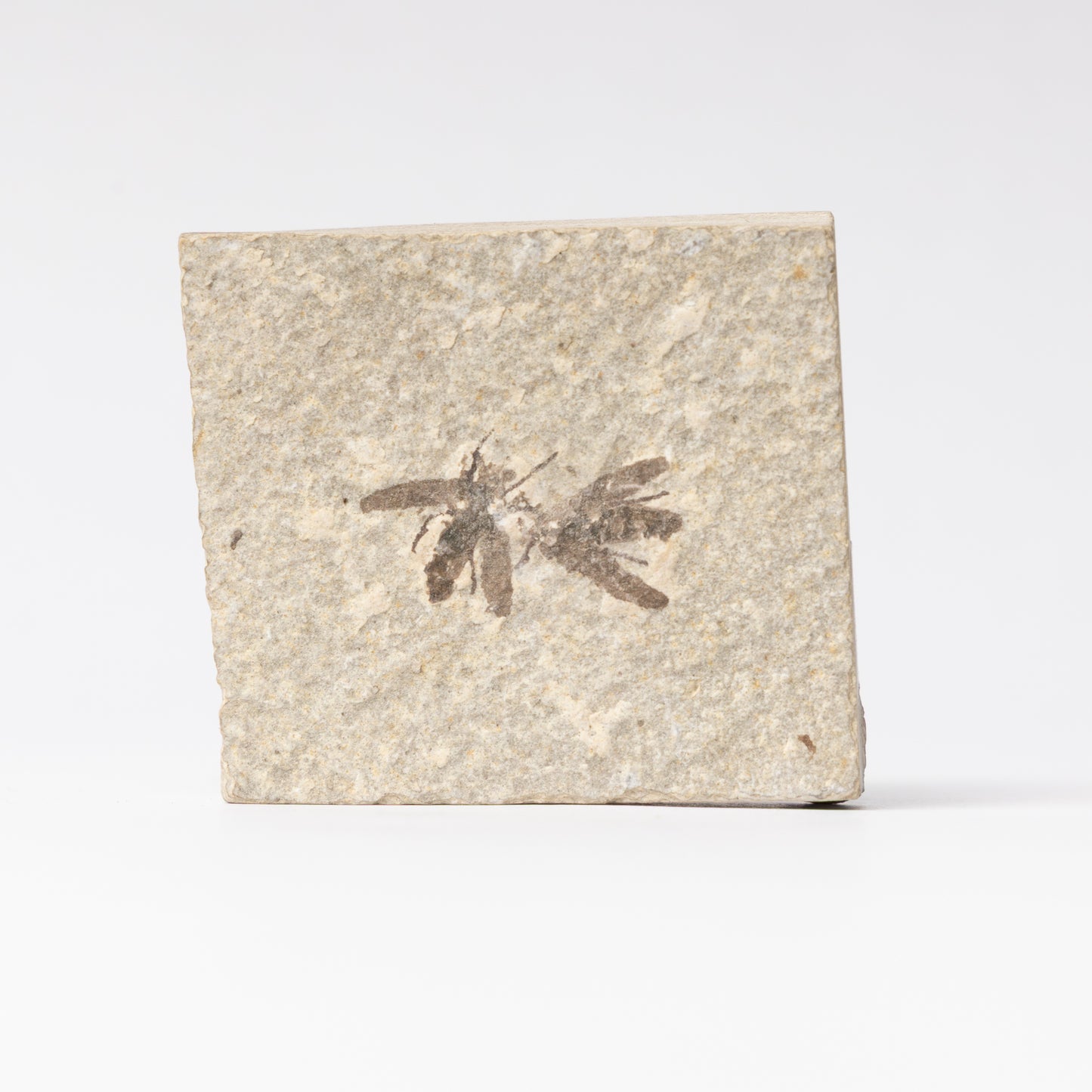 Plecia pealei Double