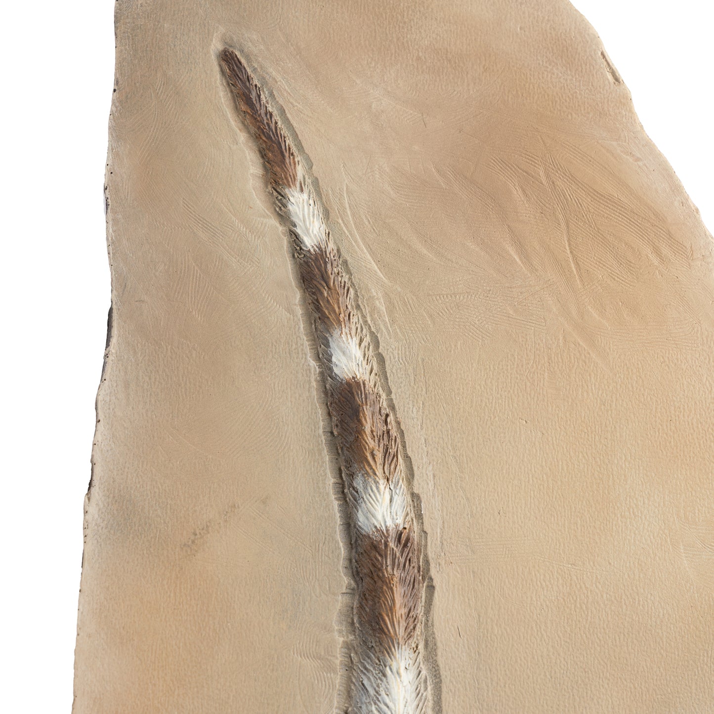 Artistic Interpretation of Sinosauropteryx by Karen Fawcett