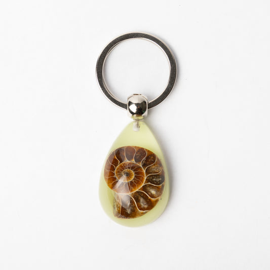 Cleoniceras sp. Ammonite Keyring