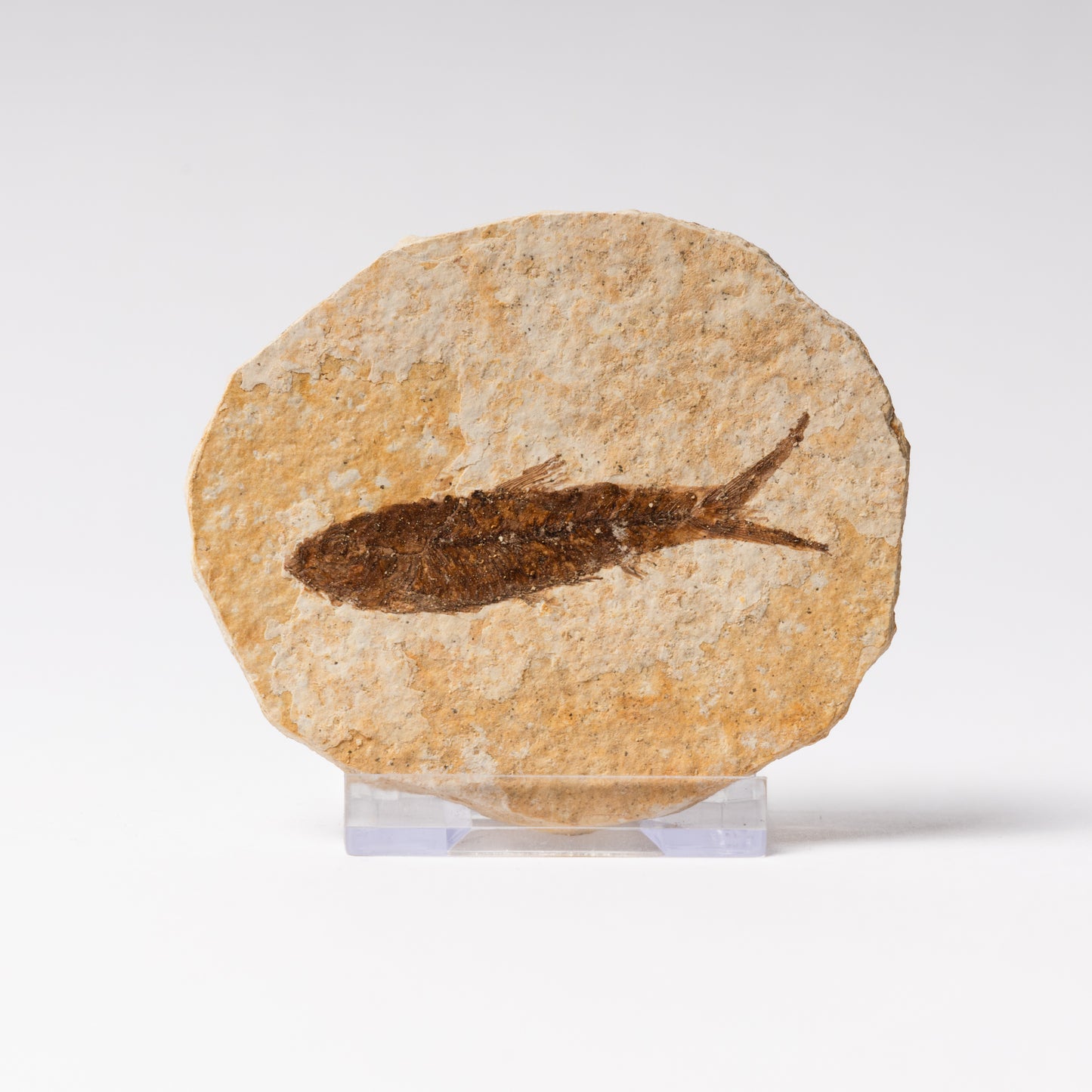 Knightia eocaenea Fossil Fish