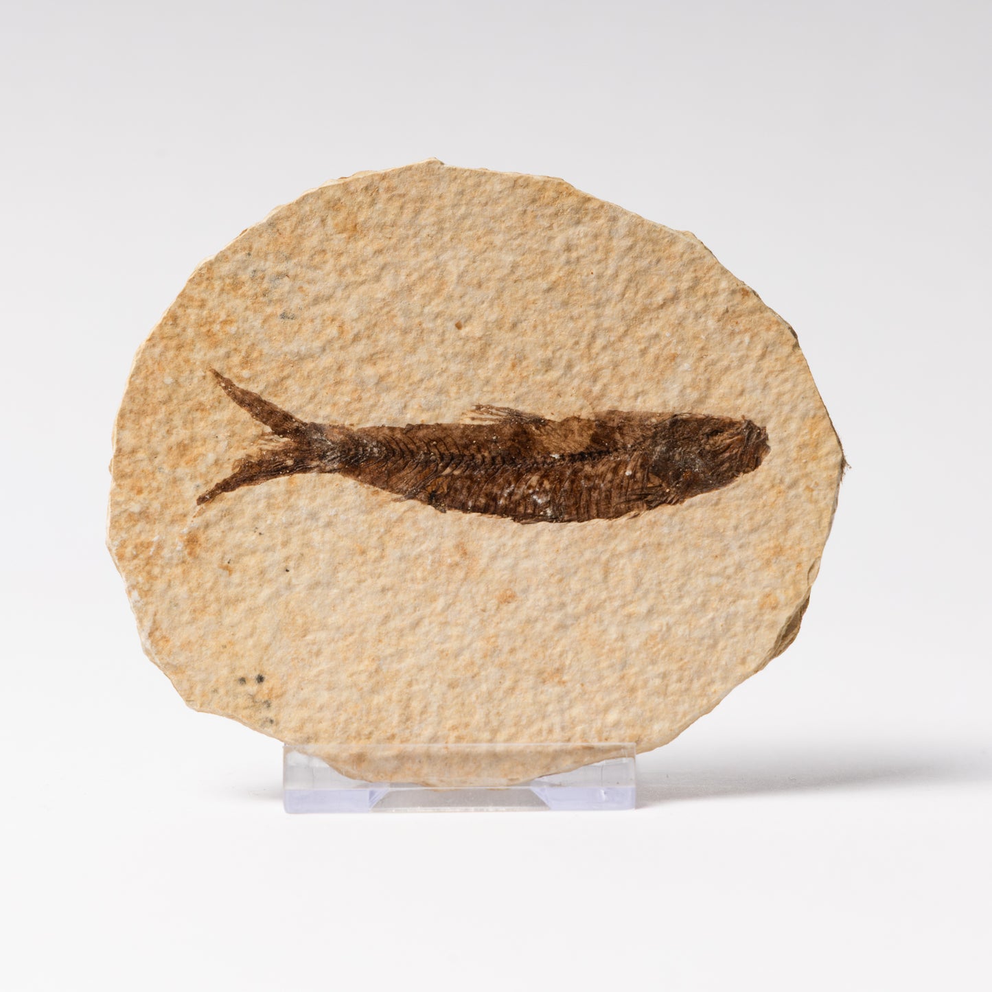 Knightia eocaenea Fossil Fish