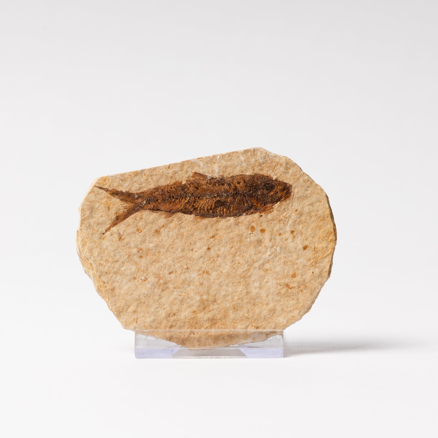 Knightia eocaenea Fossil Fish