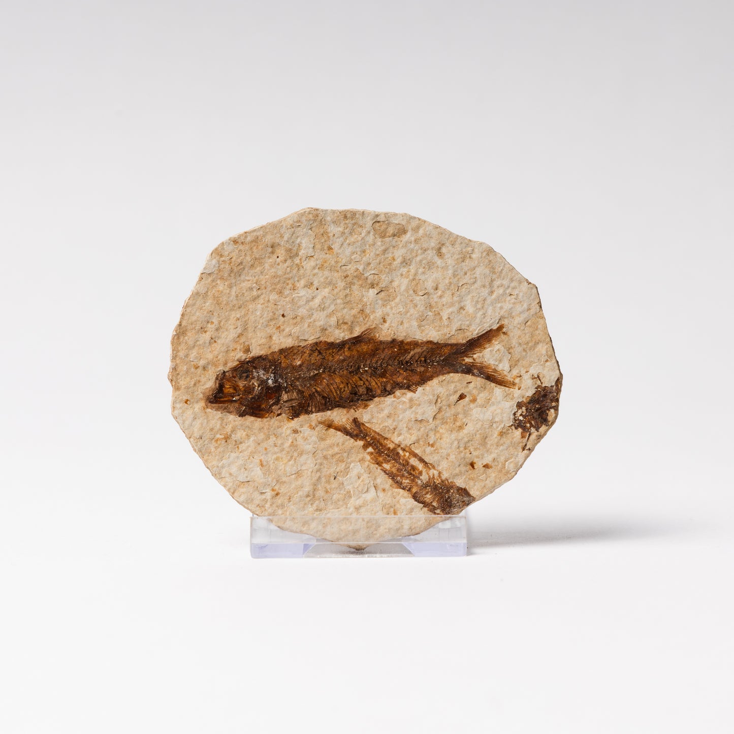 Knightia eocaenea Fossil Fish