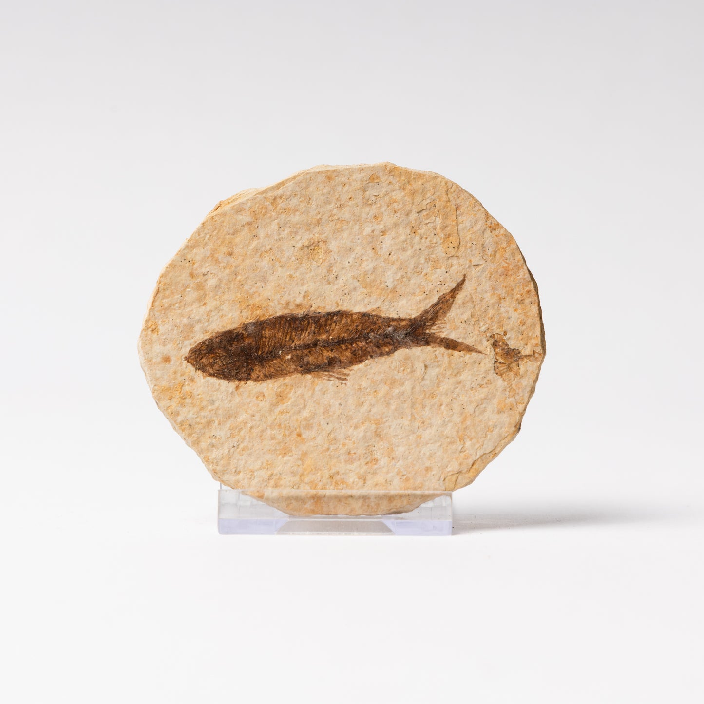 Knightia eocaenea Fossil Fish