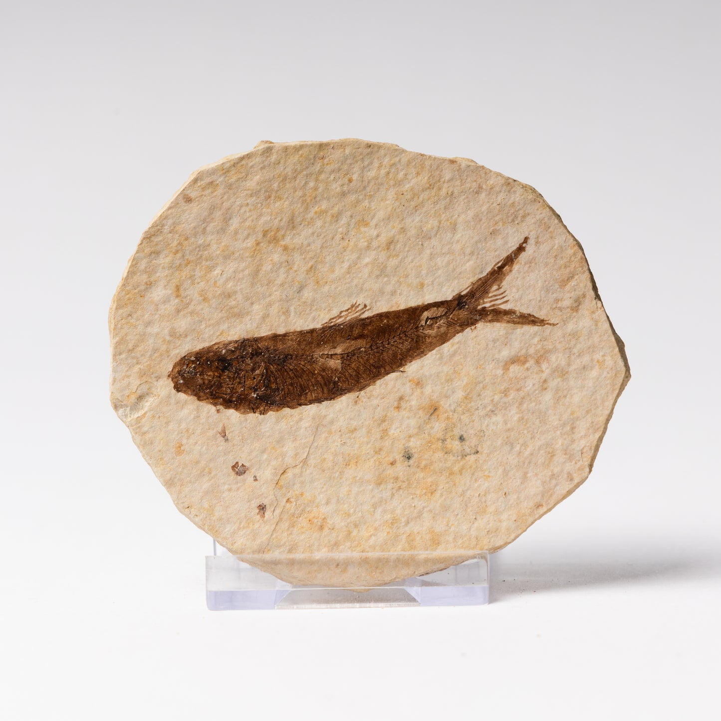 Knightia eocaenea Fossil Fish