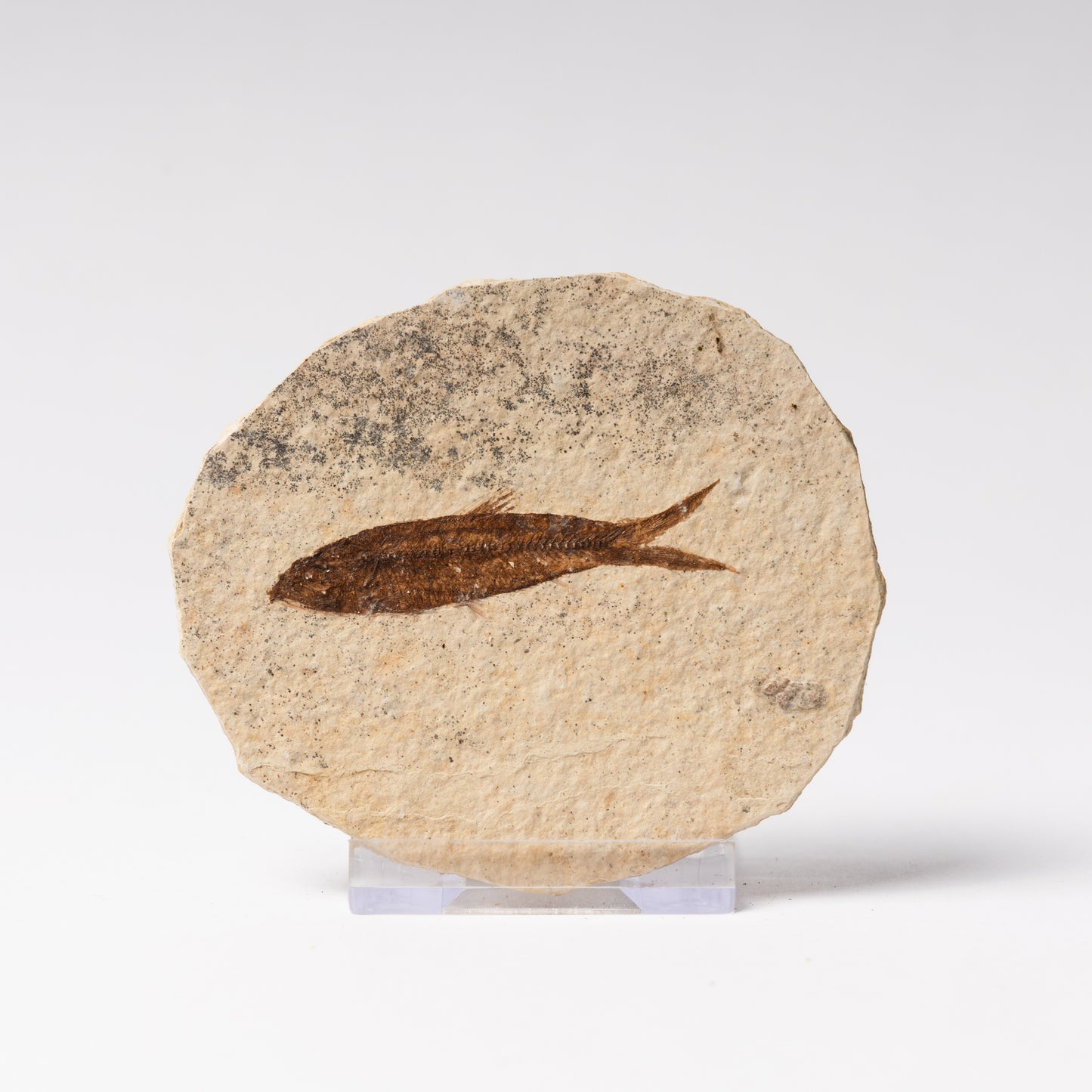Knightia eocaenea Fossil Fish