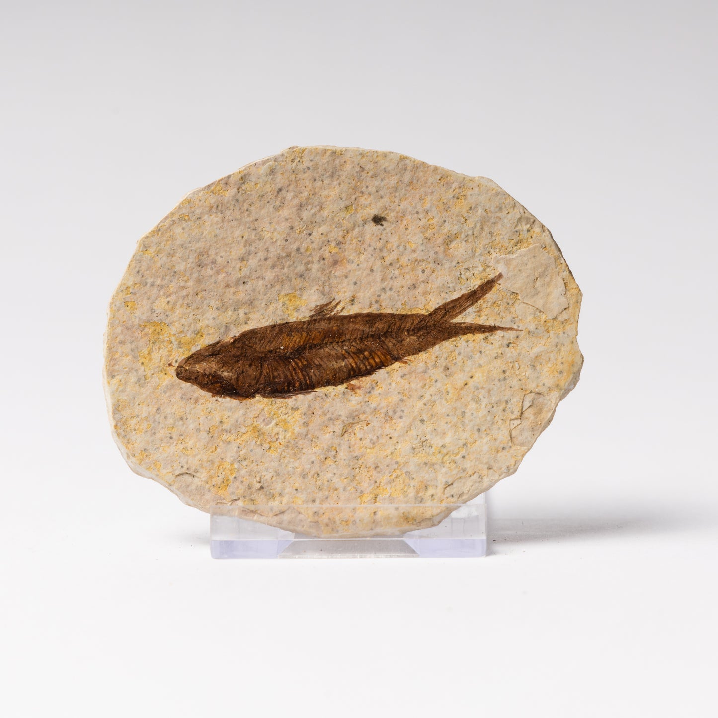Knightia eocaenea Fossil Fish