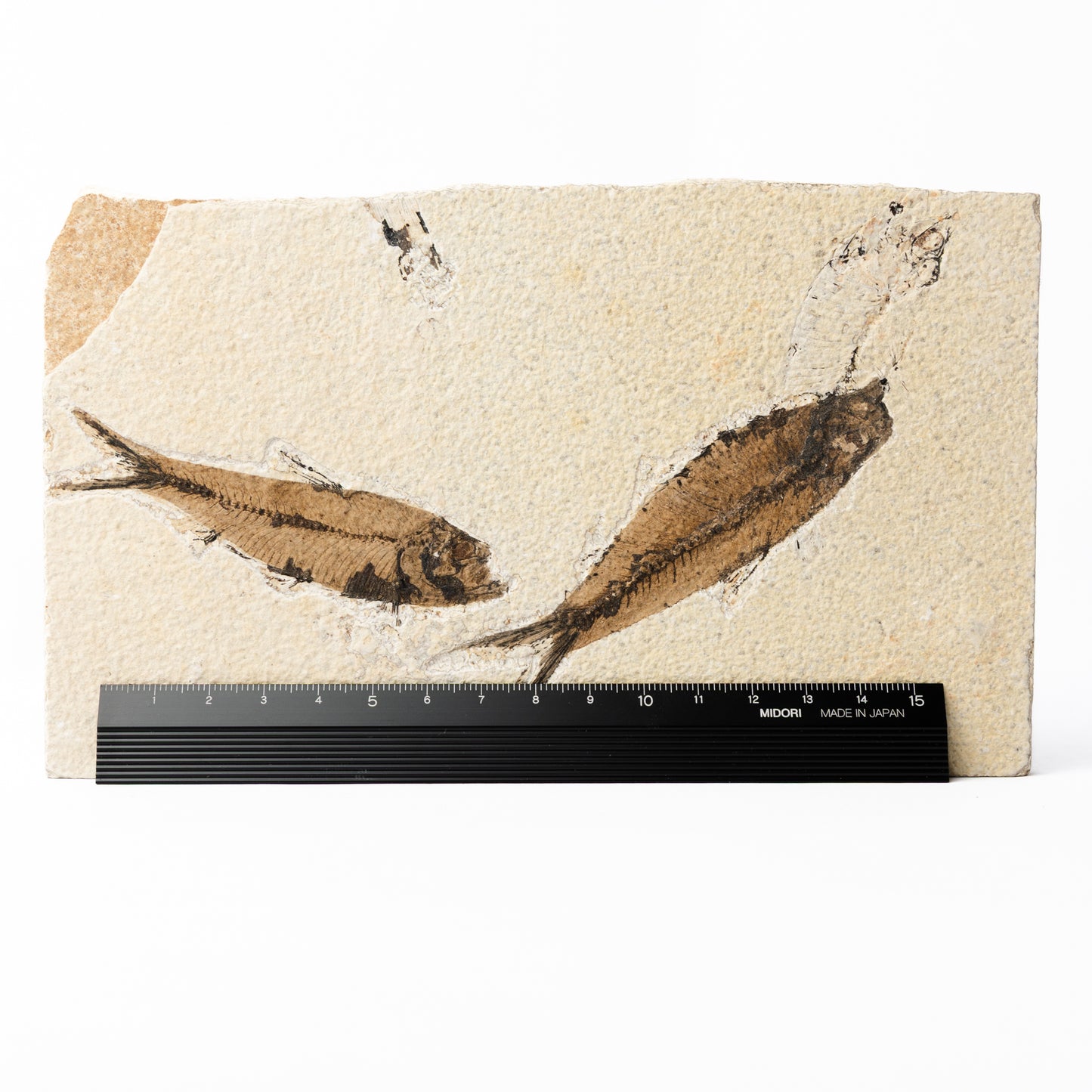 Knightia eocaenea Fossil Fish (Multi)