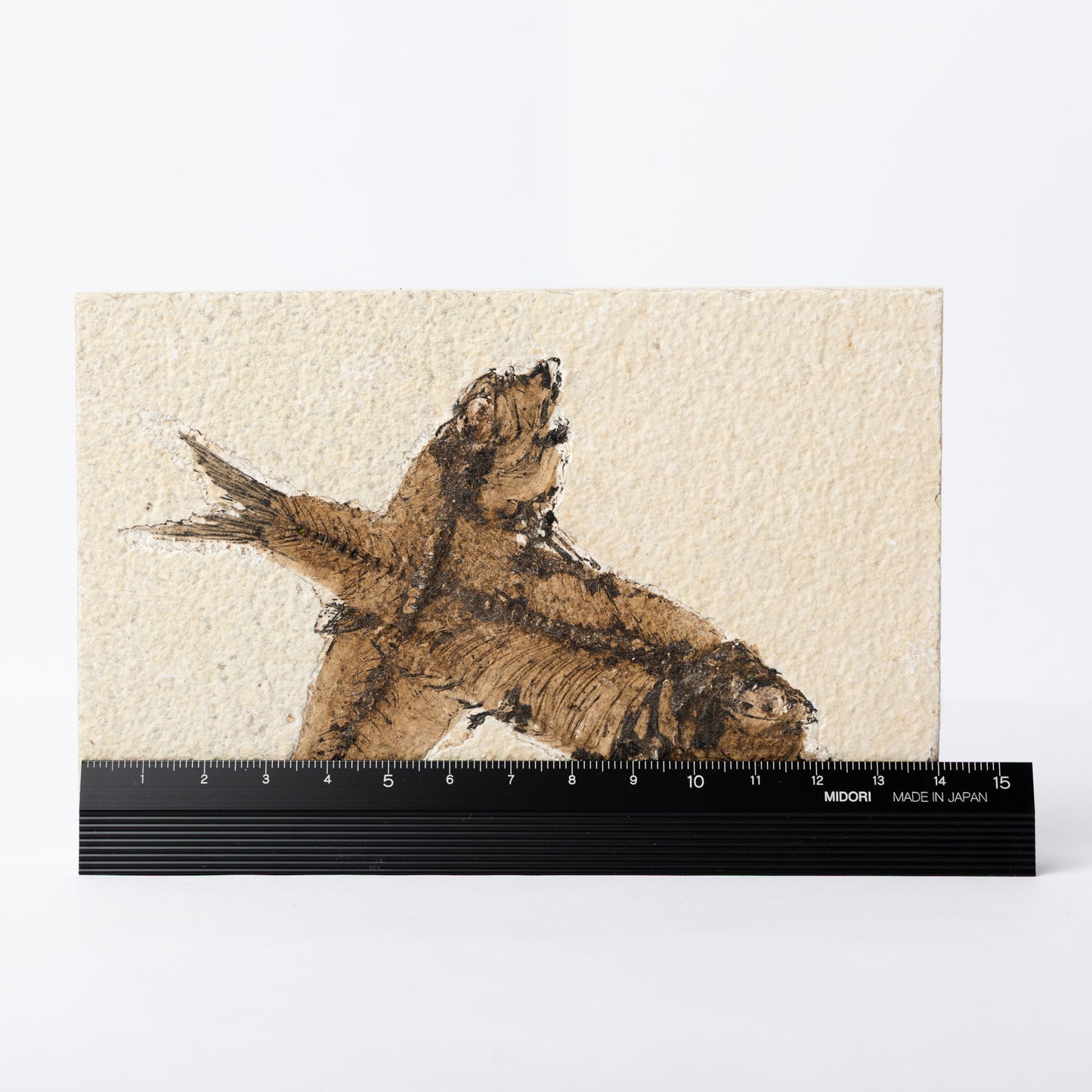 Knightia eocaenea Fossil Fish (Multi)