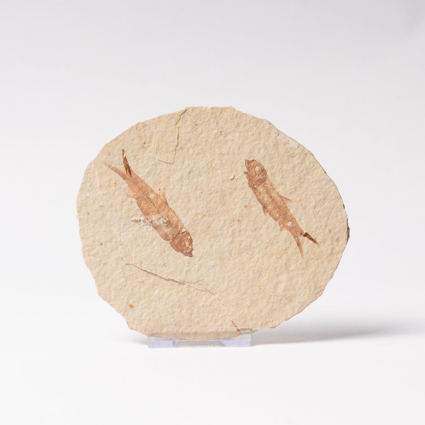 Knightia eocaenea Fossil Fish (Multi)